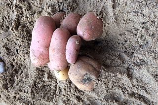 Hunebedden bouwen van aardappels, met \'boomstammen\' waarop ze kunnen rollen. 